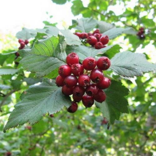 Боярышник декоративные деревья и кустарники. Декоративные боярышники – сорта, выращивание и размножение 05