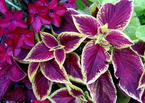 Красная крапива домашний цветок. Цветок колеус – домашняя крапивка