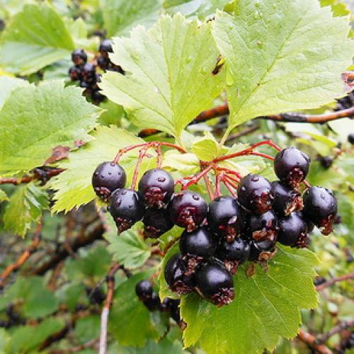 Боярышник декоративные деревья и кустарники. Декоративные боярышники – сорта, выращивание и размножение 12