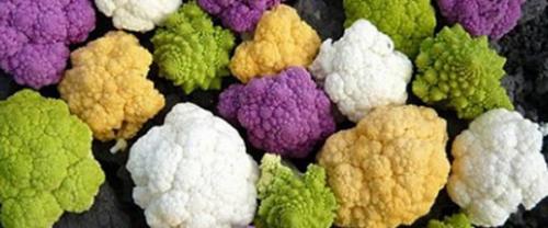 Когда в россии появилась капуста. История появления капусты на Руси. 02