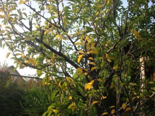 Почему опадают листья у сливы. Почему желтеют листья у сливы