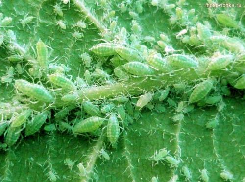 Защита сливы от вредителей. Обработка сливы