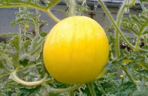 Лучшие сорта арбузов для средней полосы украины. Выбор сорта