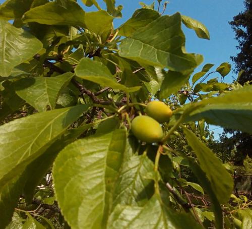 Опадают плоды у сливы, что делать. Почему осыпаются плоды сливы и что делать 14