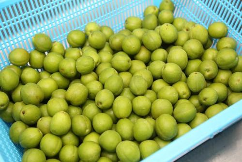 Опадают плоды у сливы, что делать. Почему осыпаются плоды сливы и что делать 15