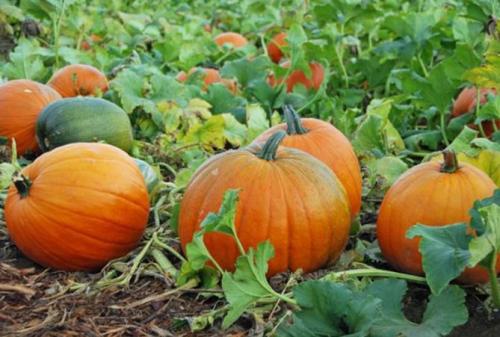 Голубая тыква. Описание самых популярных сортов тыквы с характеристикой и фото