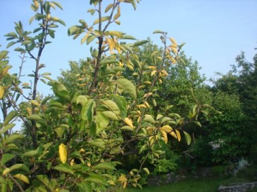 Почему опадают листья у сливы. Почему желтеют листья у сливы