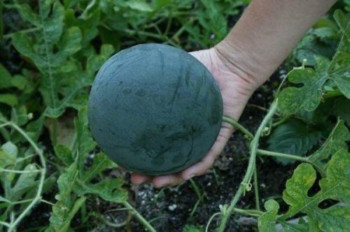 Лучшие сорта арбузов для средней полосы украины. Выбор сорта