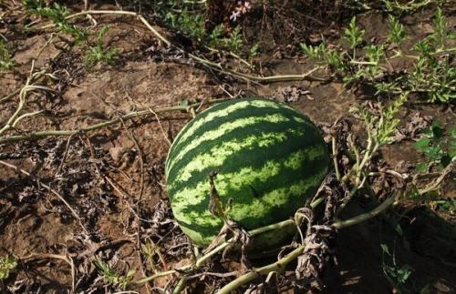 Лучшие сорта арбузов для средней полосы украины. Выбор сорта