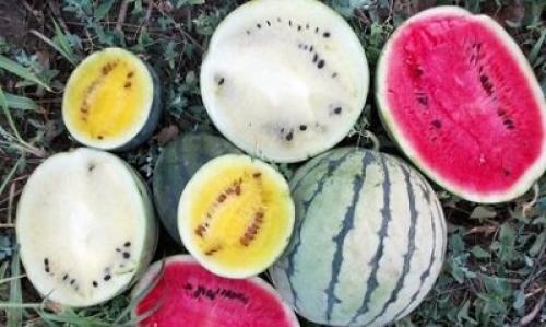 Лучшие сорта арбузов для средней полосы украины. Выбор сорта