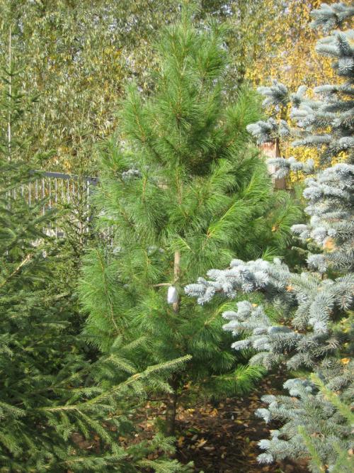 Сеянцы кедра. Сосна сибирская (кедр) 13 рублей