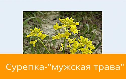 Сурепица польза. Воздействие на организм