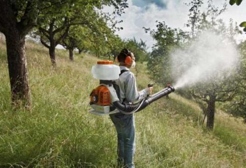 Яблоня когда начинает плодоносить. Характеристики, описание сорта с фото 14