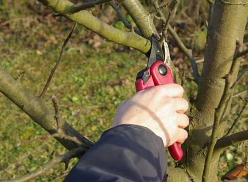 Яблоня когда начинает плодоносить. Характеристики, описание сорта с фото 09