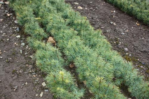 Сеянцы кедра. Сосна сибирская (кедр) 13 рублей