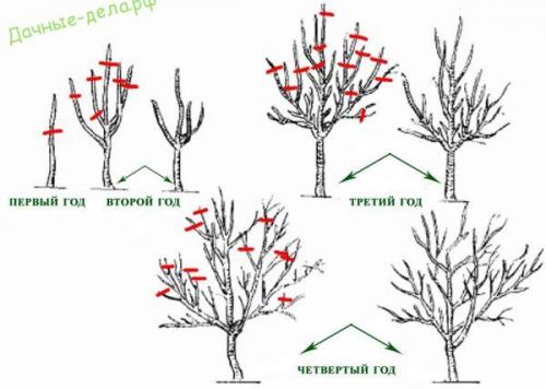 Яблоня когда начинает плодоносить. Характеристики, описание сорта с фото 06
