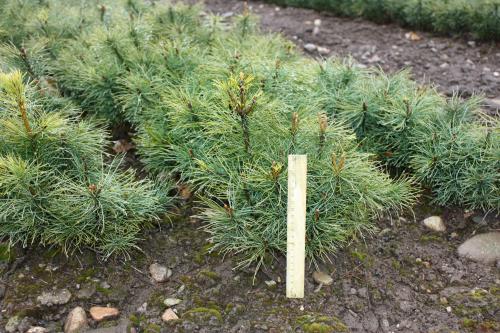 Сеянцы кедра. Сосна сибирская (кедр) 13 рублей