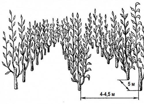 Расстояние между яблоней и грушей. Какое расстояние должно быть между яблонями при посадке
