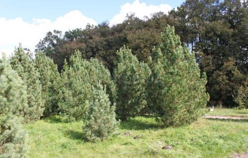 Сибирский кедр когда плодоносить начинает. Кедры (Cedrus) - крупные хвойные деревья, родственники лиственниц. 13