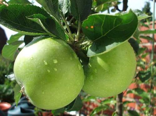 Яблоня когда начинает плодоносить. Характеристики, описание сорта с фото 15