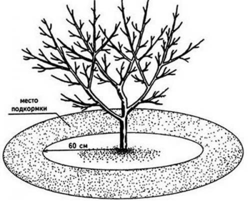 Яблоня когда начинает плодоносить. Характеристики, описание сорта с фото 12
