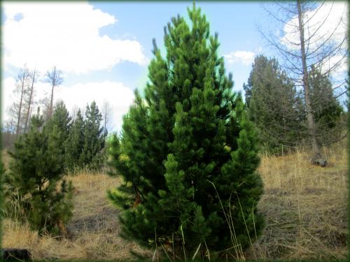 Сеянцы кедра. Сосна сибирская (кедр) 13 рублей