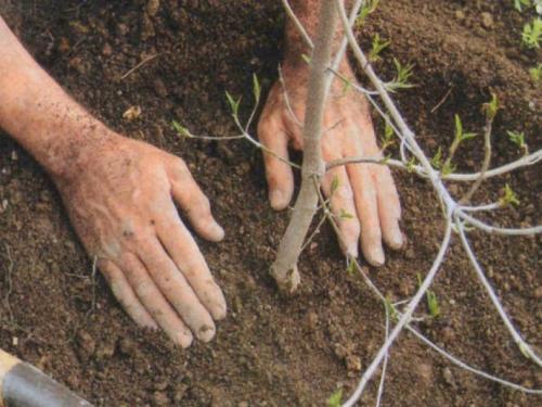 Что посадить под грушей. Как посадить грушу весной