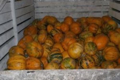 Как хранить тыкву. Выбор сорта и подготовка
