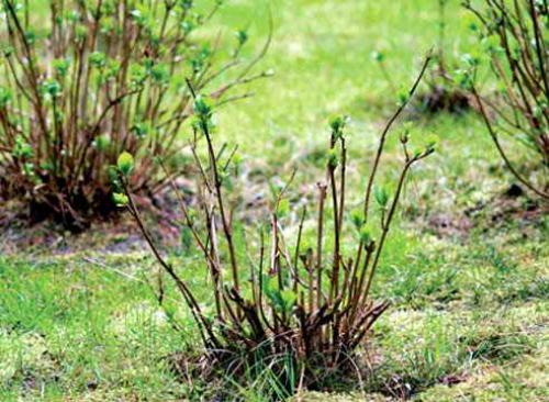 Обрезка на пень. Когда проводить обрезку