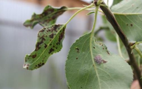 Изменение цвета листьев груши. Терапевтические методики