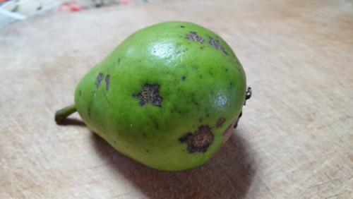 Парша растений. Парша яблони, груши и других плодовых деревьев