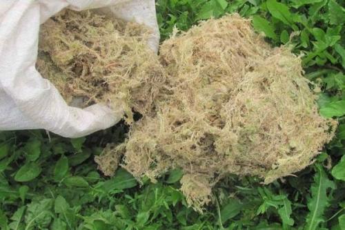 Как хранить морковь. Лучшие способы круглогодичного хранения моркови