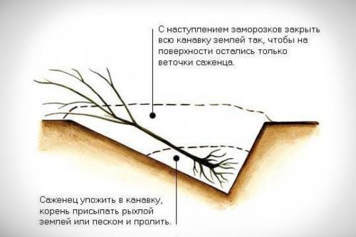 Как прикопать яблоню осенью. Правила прикопки саженцев на зиму
