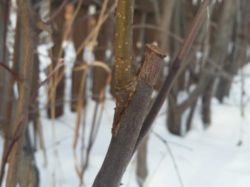 Обрезка на кольцо технология. Что значит обрезать на кольцо? 01