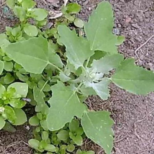 Если растет мокрица почва кислая. Какая почва если растет мокрица