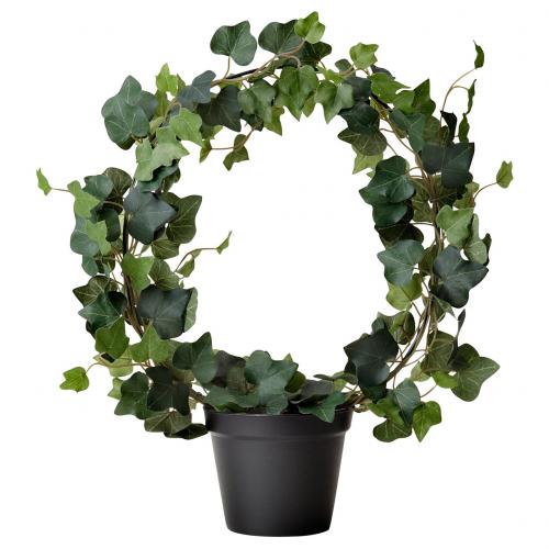 Комнатные растения аир злаковидный. Аир злаковый 15