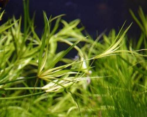 Комнатные растения аир злаковидный. Аир злаковый