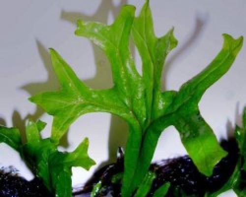 Комнатные растения аир злаковидный. Аир злаковый
