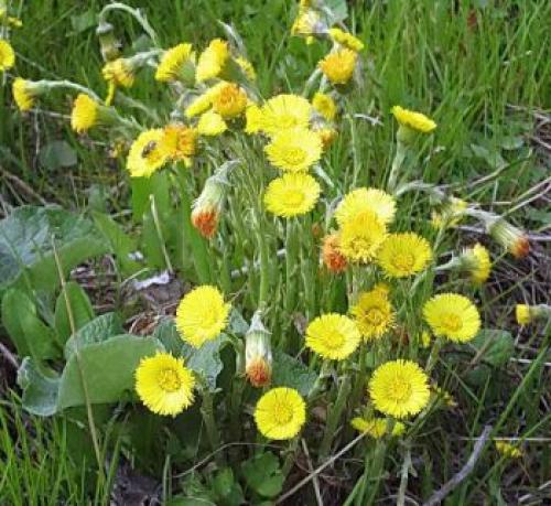 Если растет мокрица почва кислая. Какая почва если растет мокрица