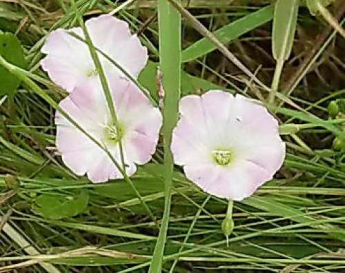 Если растет мокрица почва кислая. Какая почва если растет мокрица