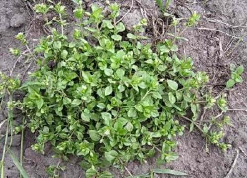 Если растет мокрица почва кислая. Какая почва если растет мокрица