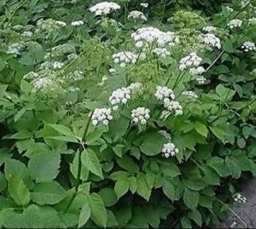 Если растет мокрица почва кислая. Какая почва если растет мокрица