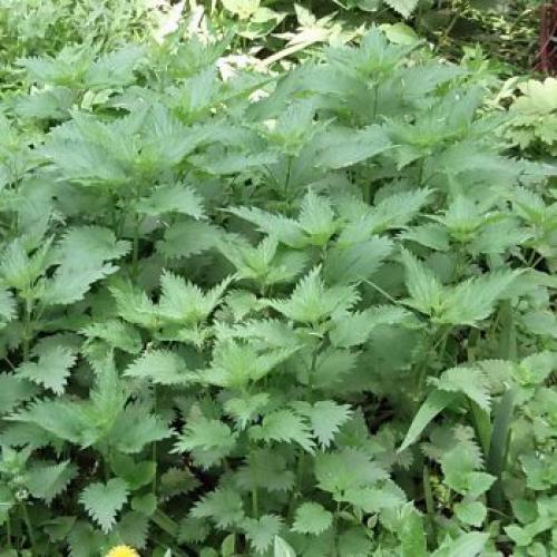 Если растет мокрица почва кислая. Какая почва если растет мокрица