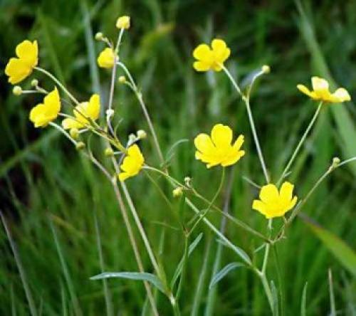 Если растет мокрица почва кислая. Какая почва если растет мокрица