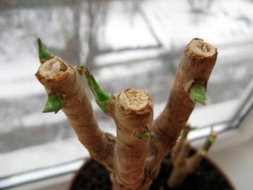 Обрезка юкки. Обрезка домашней юкки