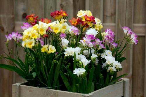 Комнатные цветы. Луковичные комнатные растения фото и названия