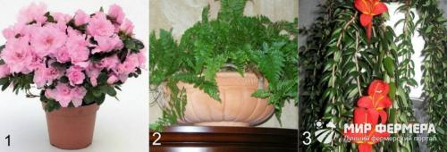 Комнатные растения аир злаковидный. Аир злаковый 20