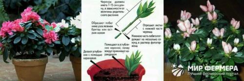 Комнатные растения аир злаковидный. Аир злаковый 21