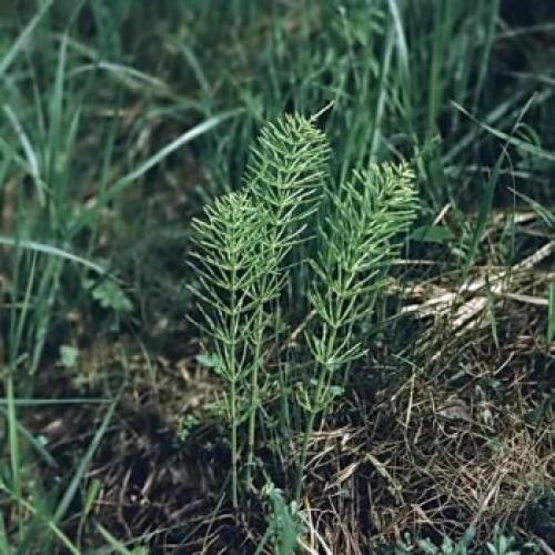 Если растет мокрица почва кислая. Какая почва если растет мокрица