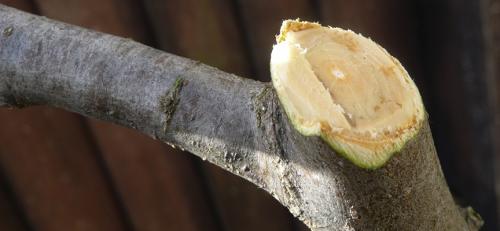 Нужно ли замазывать срезы при обрезке деревьев. Садовый вар